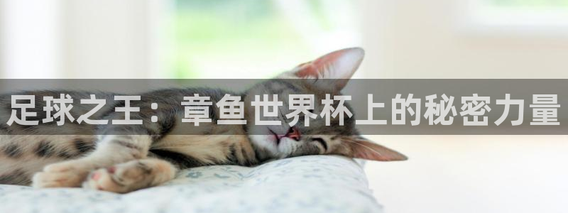 2026世界杯亚洲区预选赛赛程：足球之王：章鱼世界杯上的秘密力量