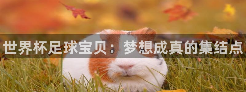 2026年世界杯赛程时间表格：世界杯足球宝贝：梦想成真的集结点